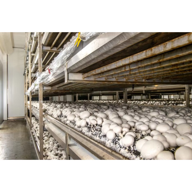 Fazenda Hidropônica em Contêin - Urban Farming Indoor avaliação e preço
